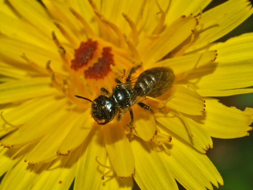 Panurgus sp. (Apidae Andreninae)
